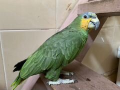 Венесуэльский Амазон попугай