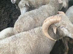 Овцы бараны