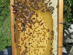 Пчелы(семья)