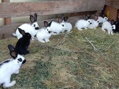 Кролики 2/2.5 месяца