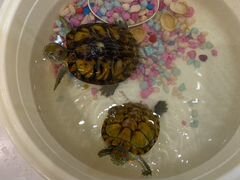 Черепахи краснокхие