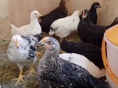 Продам цыплят черной и белой Московской породы