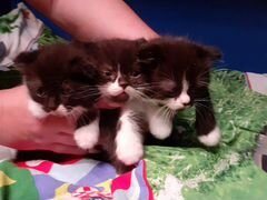 Котята шатланские чёрно-белые вислоухие,два кота и