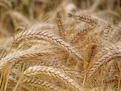 Пшеница, ячмень, кукуруза, горох