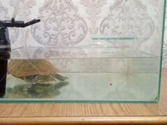 Черепаха красноухая с аквариумов и фильтром