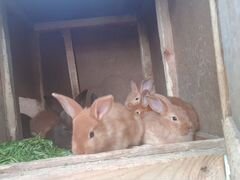 Крольчатки
