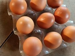 Яйца домашнее