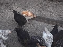Цыплята подрощеные