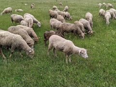 Продажа овец