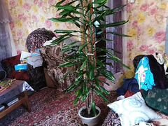 Огромное комнатное растение