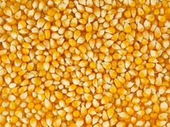 Ячмень,кукуруза,пшеница,зерноотходы