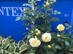 Кустовая роза Чайнатаун в контейнере 40 литров