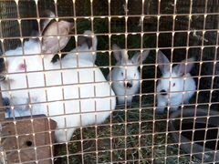 Продам кролих с кролятами(можно отдельно)