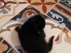 Чёрный котенок (девочка)