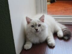 Невский Маскарадный котенок