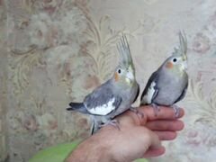 Ручные попугаи Корелла