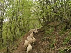 Продаю барашки овцы матки 150 голов ягняти 100 гол