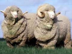 Брак матки овцы
