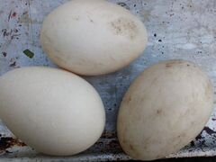 Инкубационное яйцо индоутки ь