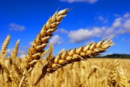 Продам пшеницу и ячмень