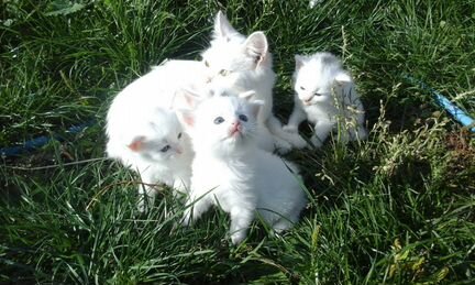 Милейшие-белоснежные котята породы Турецкая ангора