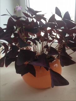 Растение-цветок оксалис