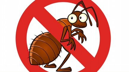 Уничтожение клопов, тараканов и муравьев