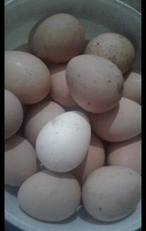 Цесарка (яйцо инкубационное)