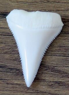 Зуб акулы L35.7мм