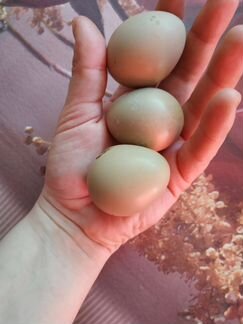 Яйца Фазанов