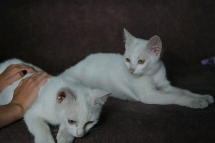 Белых котят 26 января родились от тайской кошки