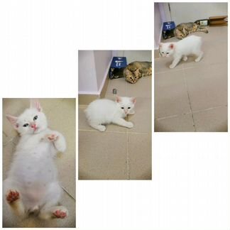Котик бобтейл (белый мишка)