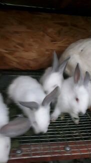 Продам кроликов