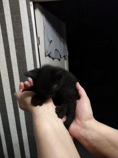 Котик 1.5 месяца