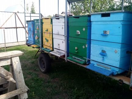Породам 10 пчелосемей с прицепом