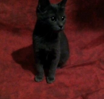 Серый котенок три месяца мальчик