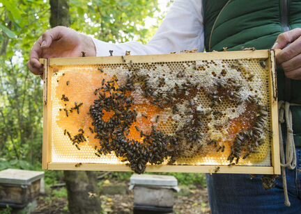 Продам пчёл в ульях с медом