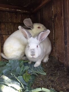 Кролики на потомство