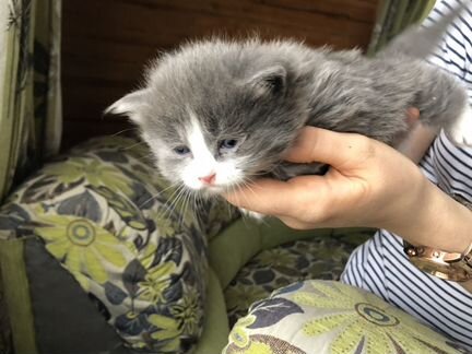Котята 1 месяц