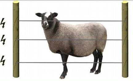 Электроизгородь для овец, коз