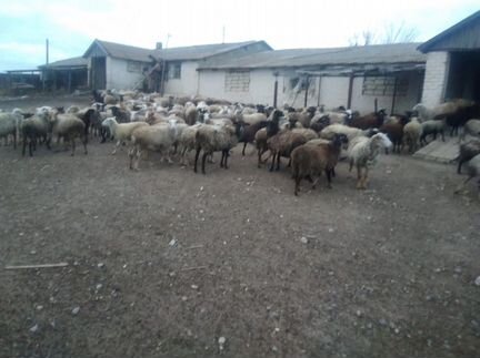 Продаю овец