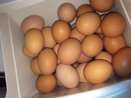 Продам яйца свойские