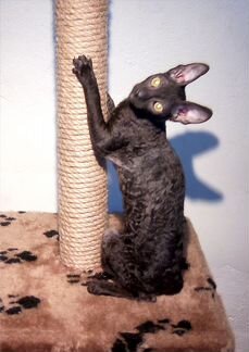 Чёрный котик корниш-рекс