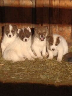 Продам щенков западно сибирской лайки 2.5 месяцев