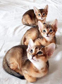 Абиссинские котята (4 мальчика, 1 девочка)