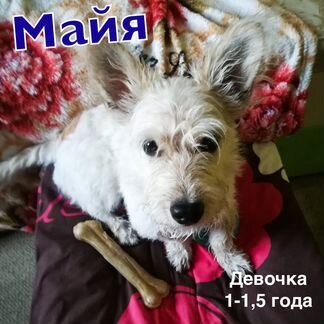 Собака Майя девочка 1-1,5 года