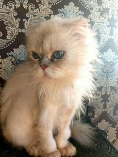 Персидская кошка Соня в добрые руки