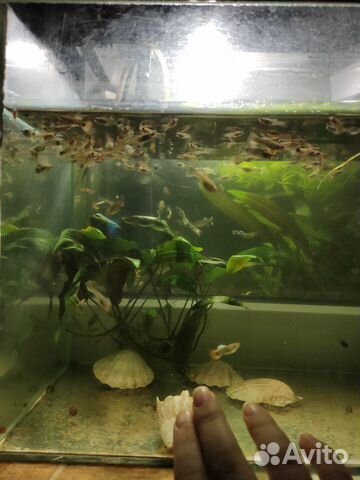 Аквариумные рыбки