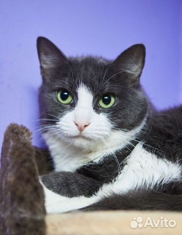 Кот Кайон с белой манишкой