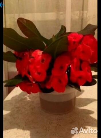 Разные виды комнатных растений (часть1)